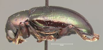 Media type: image; Entomology 9791   Aspect: habitus lateral view